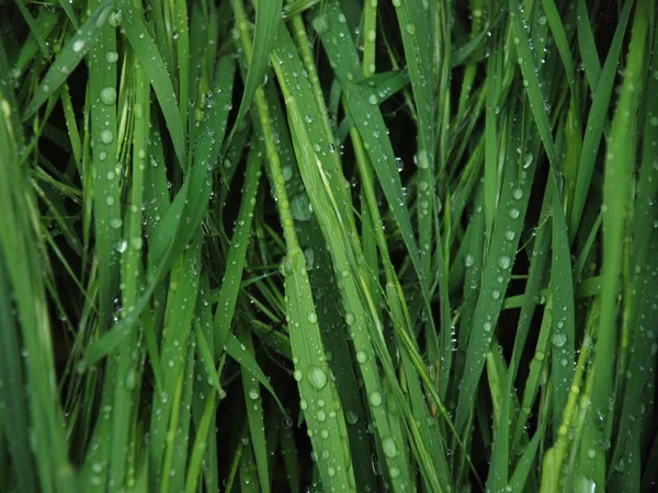 Grass and water Royalty Free Stock Images